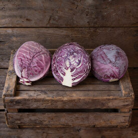 Red Express, Organic Cabbage Seeds